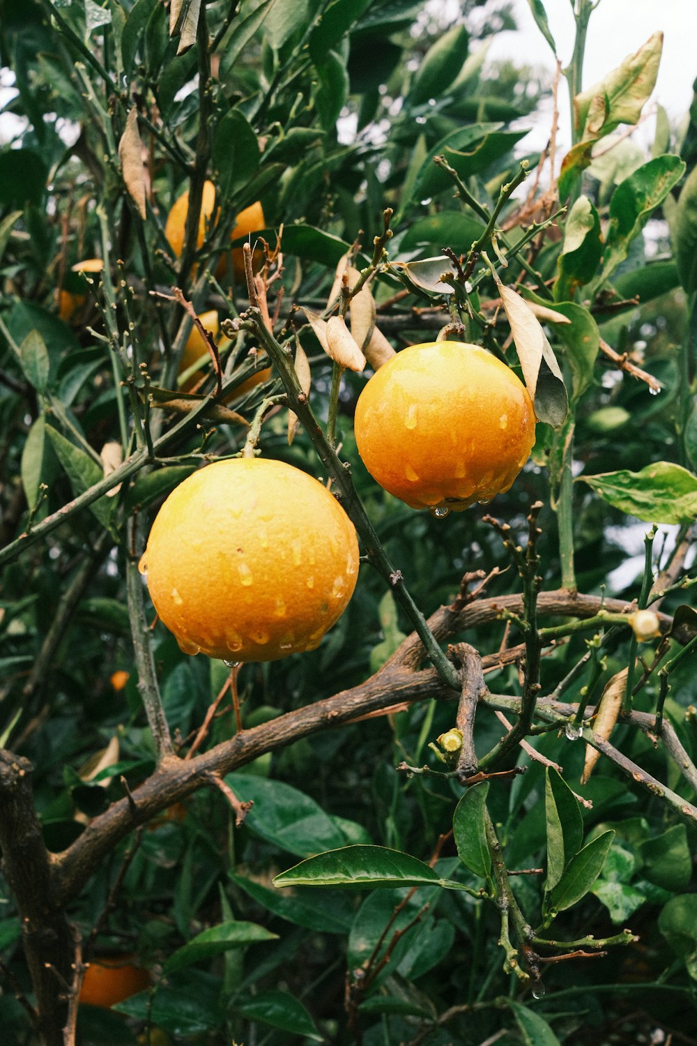 a couple of oranges that are on a tree