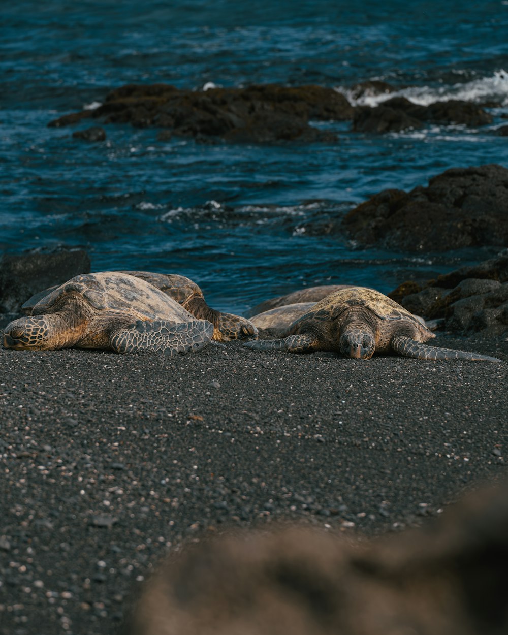 a couple of sea turtles laying on top of a beach