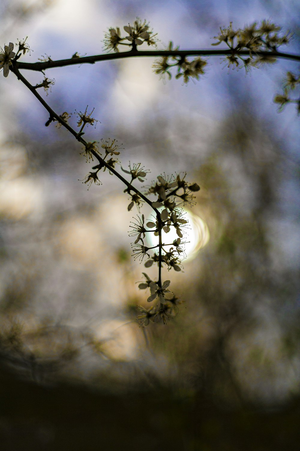 a close up of a tree branch with a sun in the background