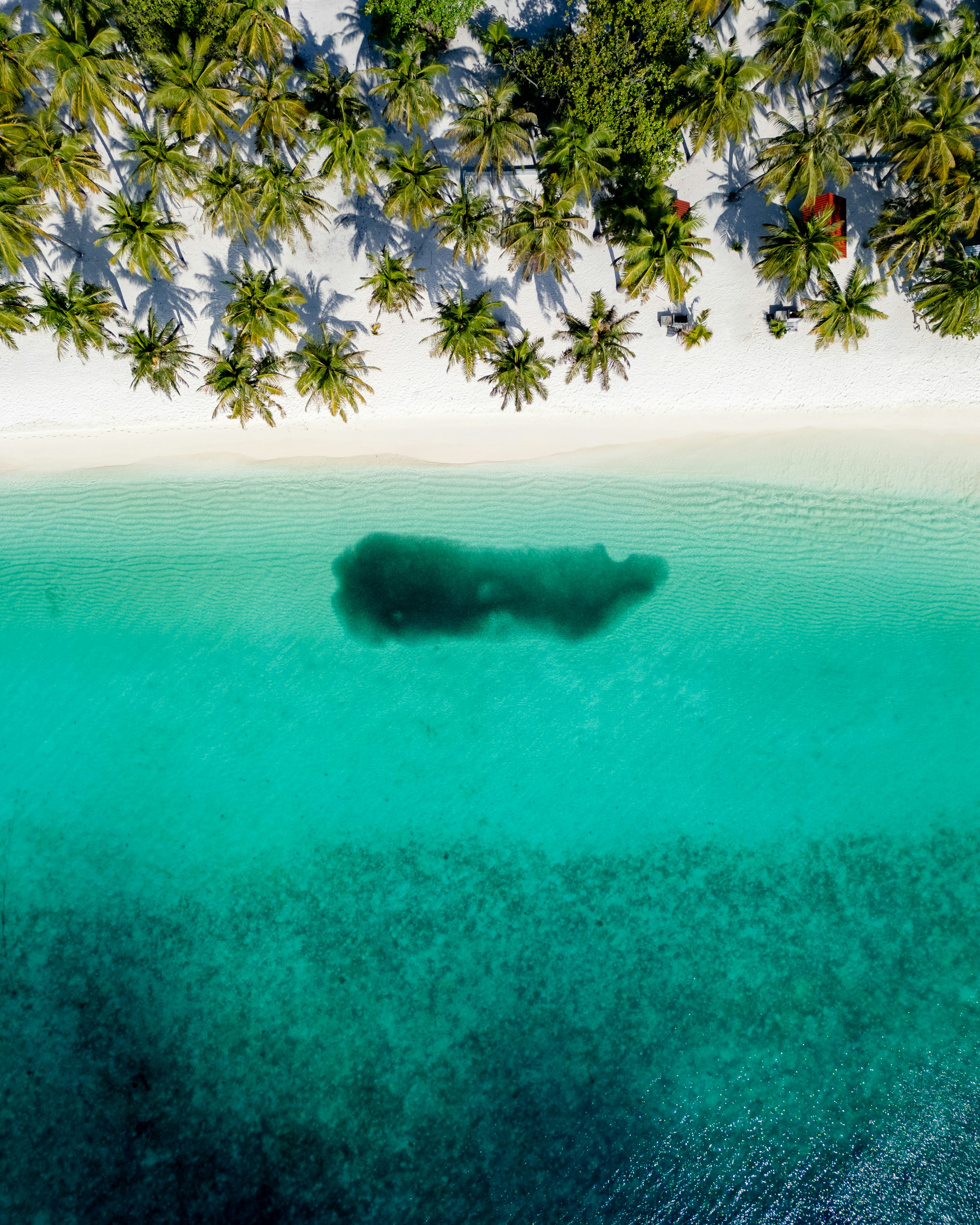 an aerial view of a beach with palm trees