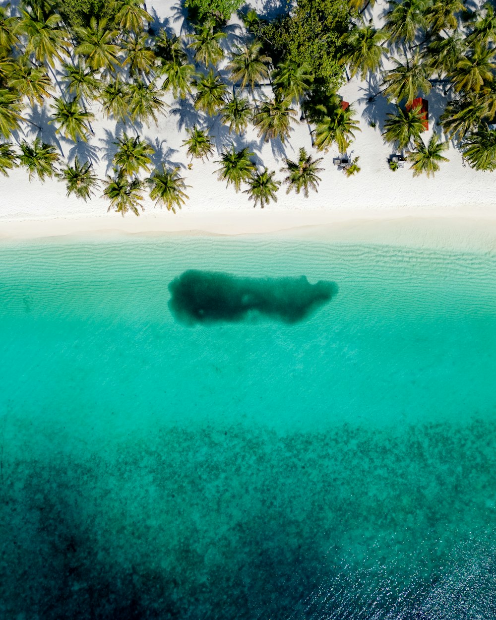 an aerial view of a beach with palm trees