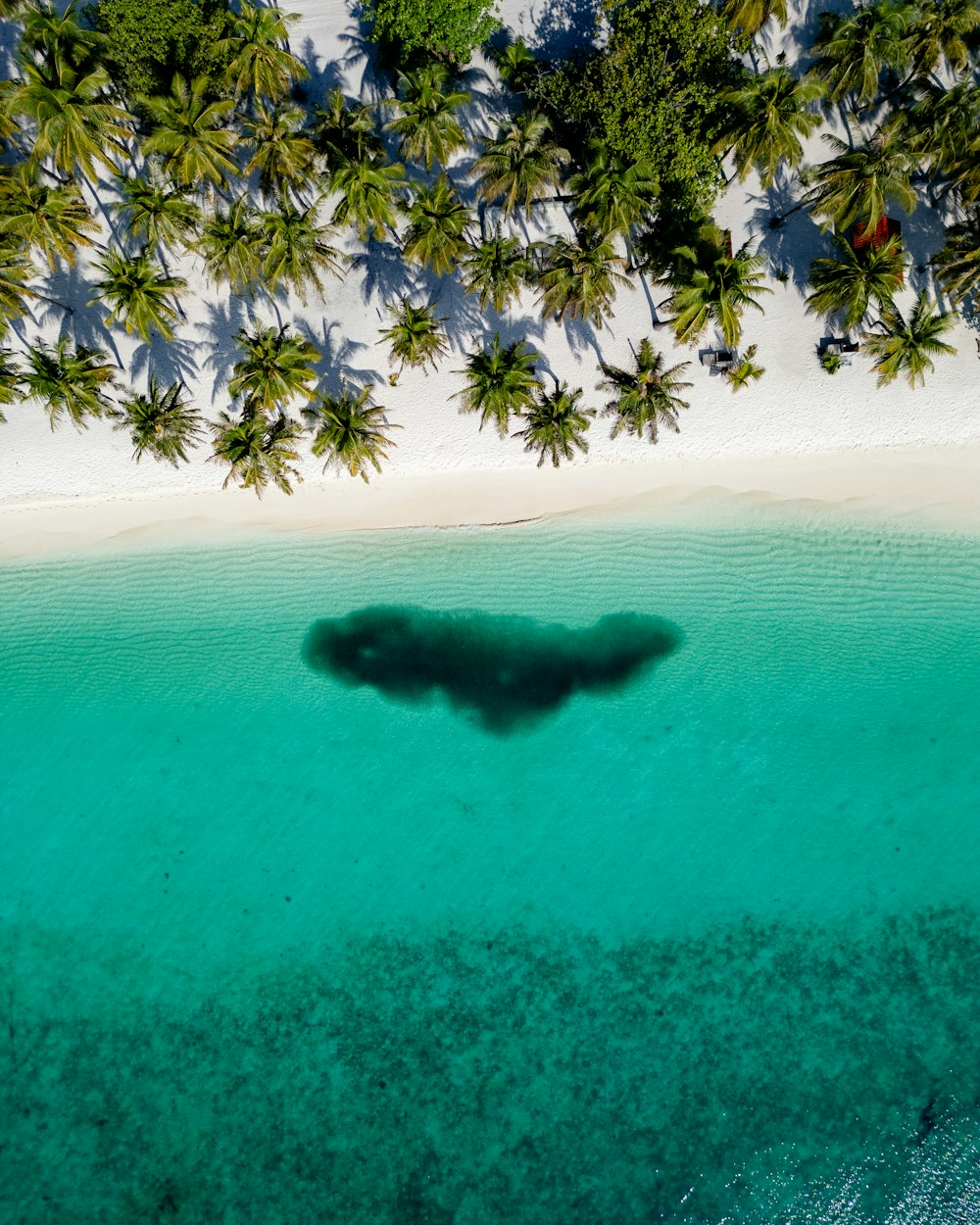 an aerial view of a beach with palm trees