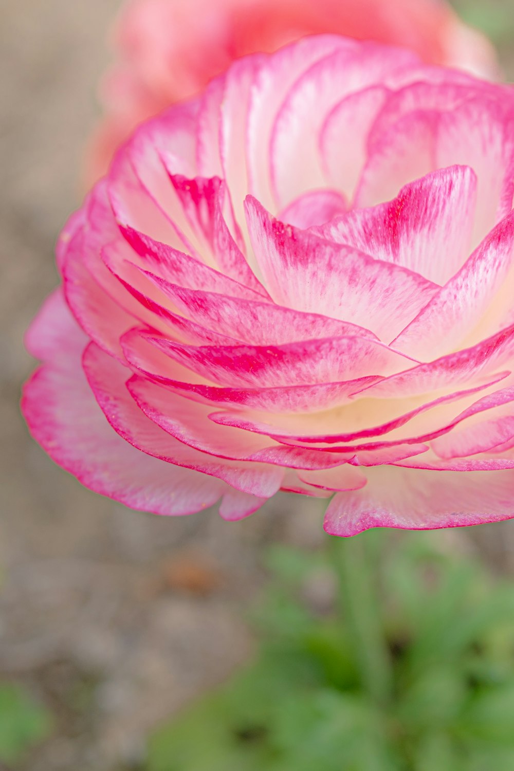 a close up of a pink and white flower