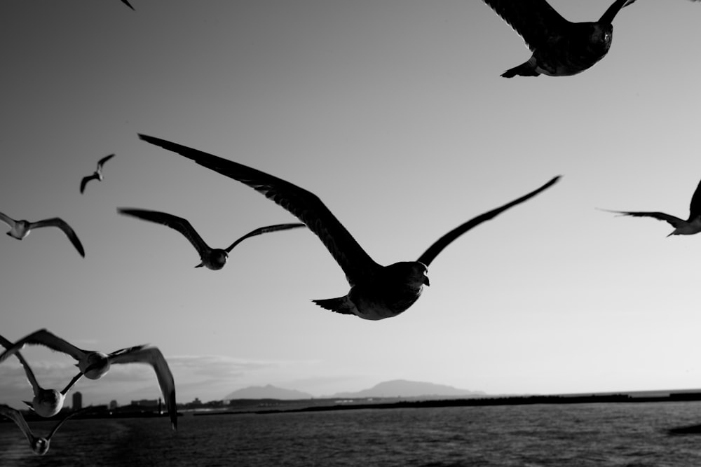 a flock of birds flying over a body of water