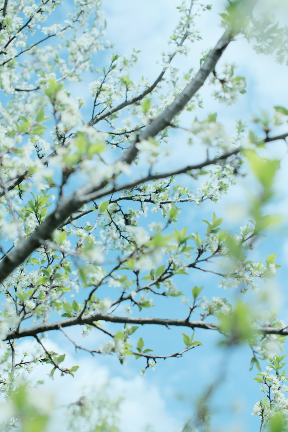 a close up of a tree with white flowers