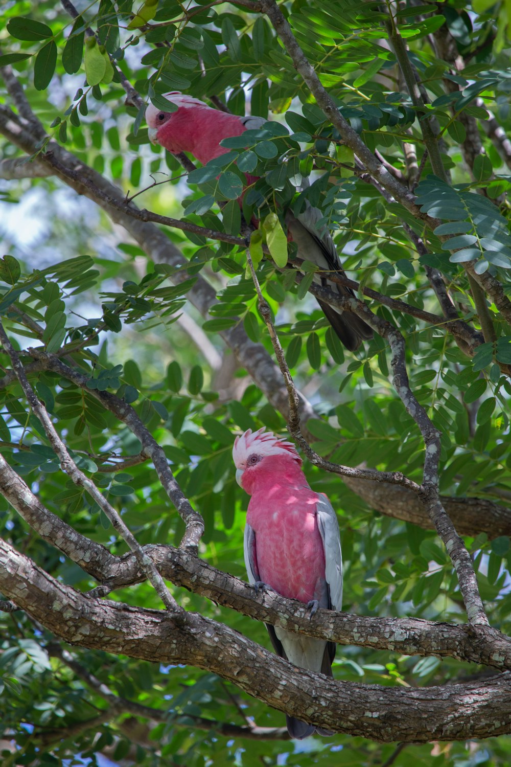 a pink bird perched on a tree branch