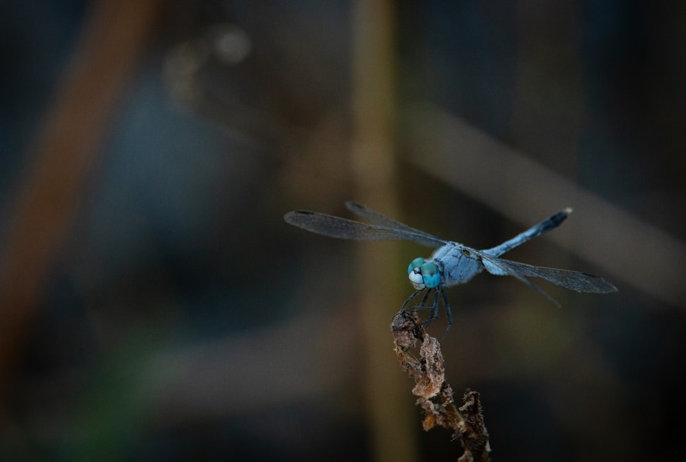 a blue dragon flys over a plant stem