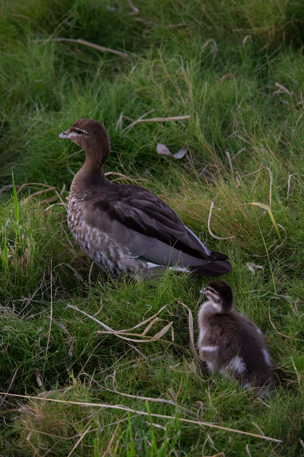 a mother duck and her baby duck in the grass