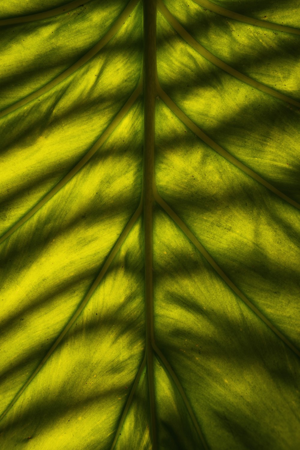 a close up of a large green leaf