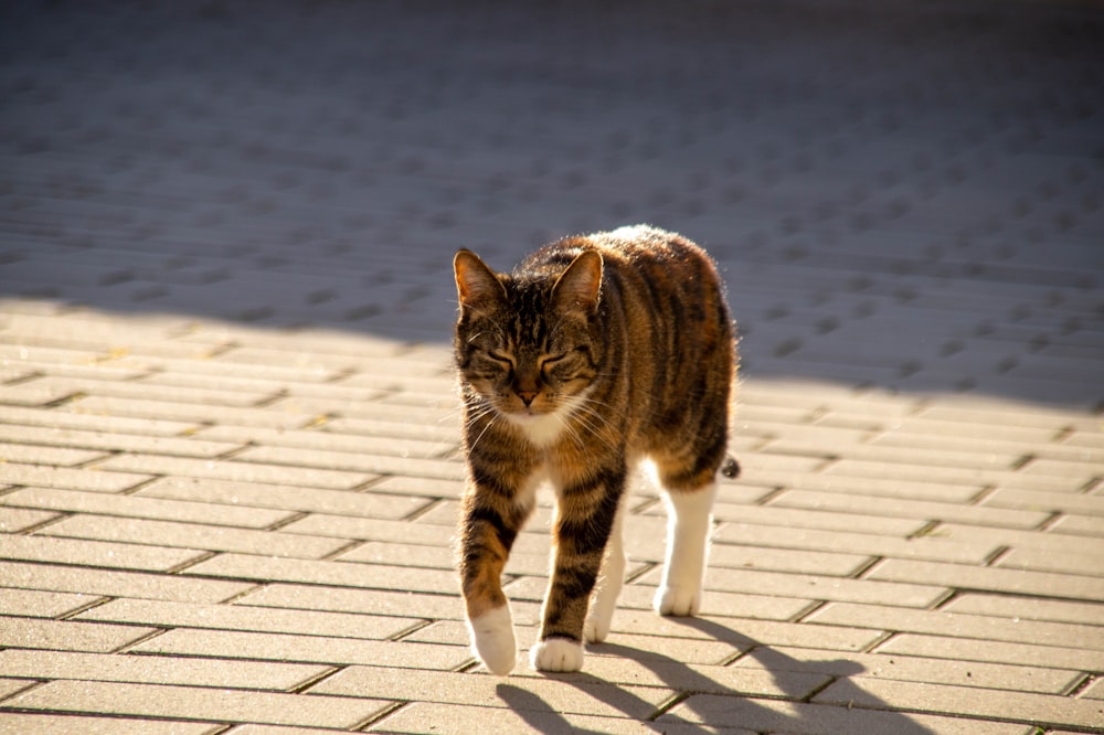 a cat walking across a brick walkway on a sunny day