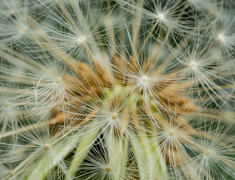 a close up of a dandelion with lots of seeds