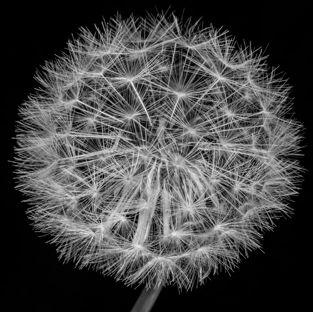 a black and white photo of a dandelion