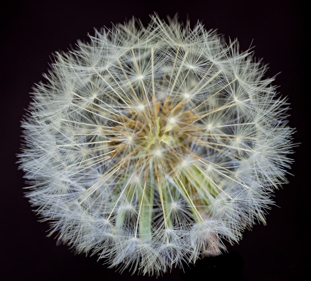 a close up of a dandelion on a black background