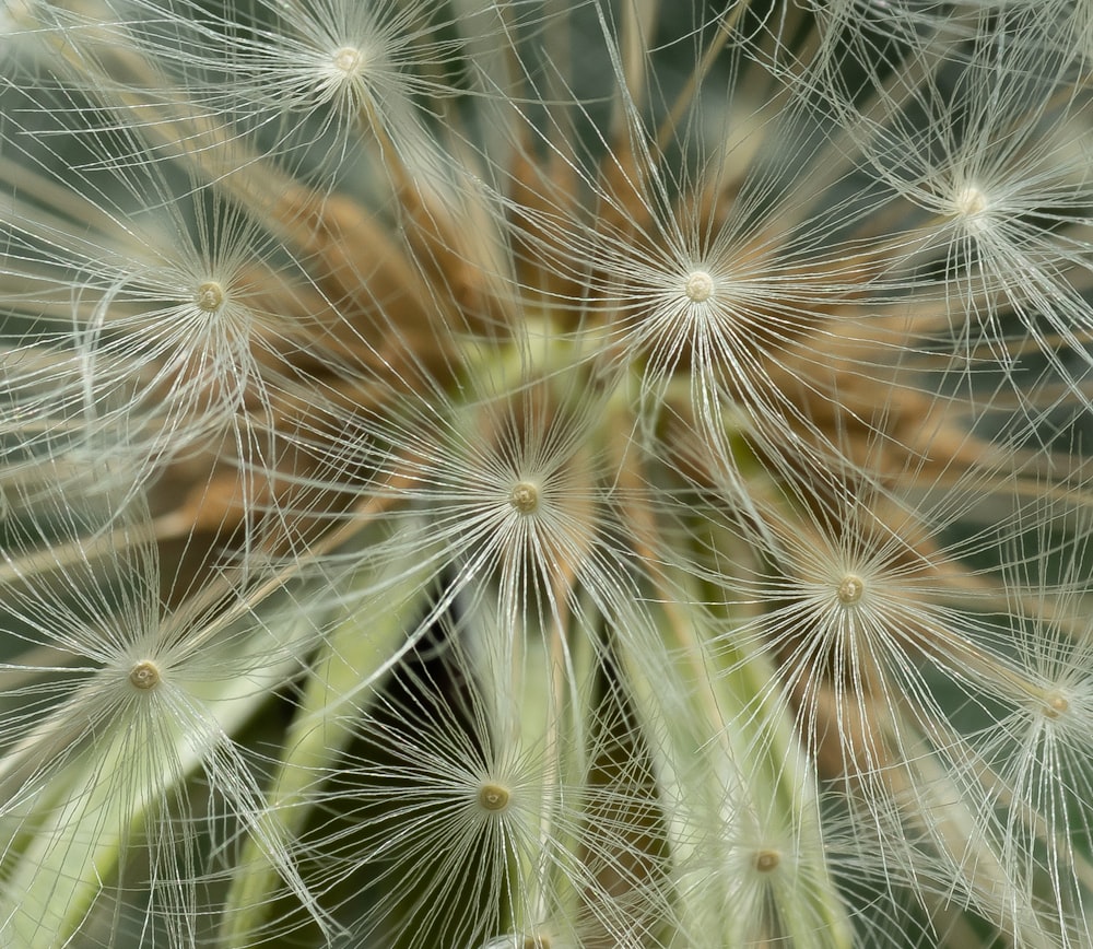 a close up of a dandelion with lots of seeds