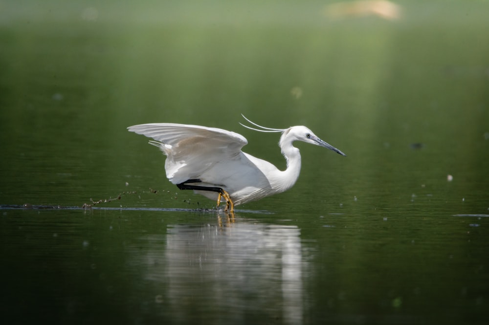 a white bird is standing in the water