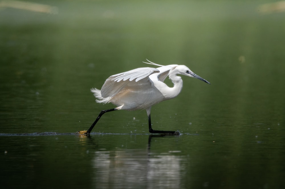 a large white bird standing on top of a body of water