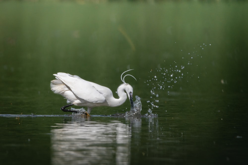 a large white bird standing on top of a body of water