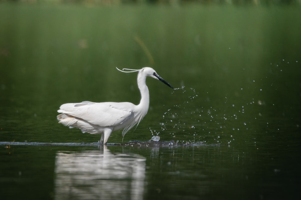 a large white bird standing in the water