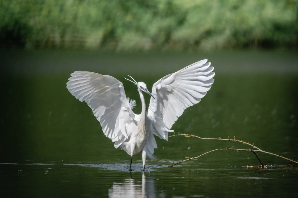 a white bird with its wings spread out in the water