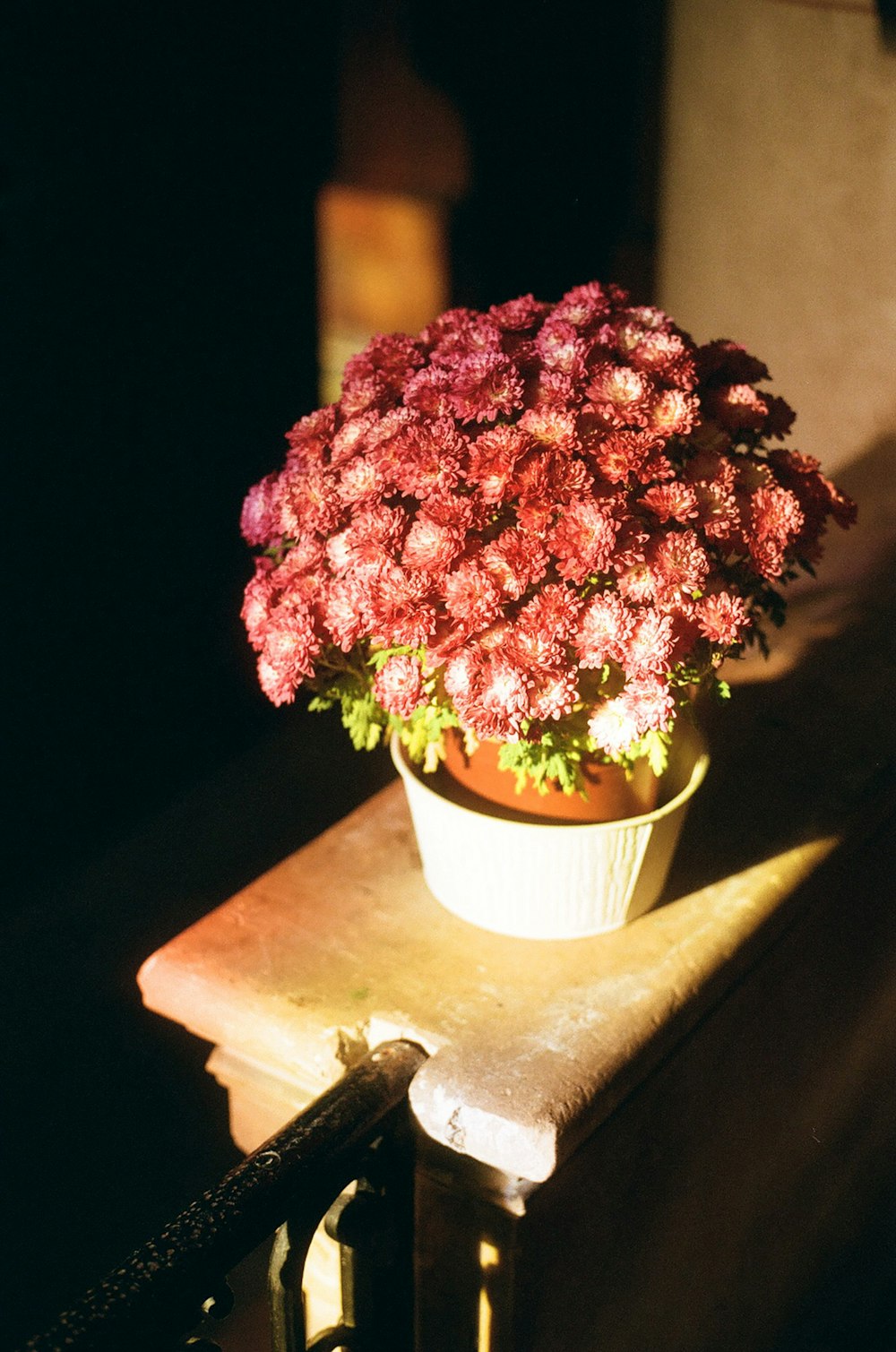 a potted plant sitting on top of a wooden table