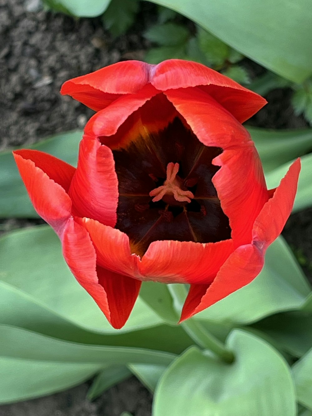 a close up of a red flower with green leaves