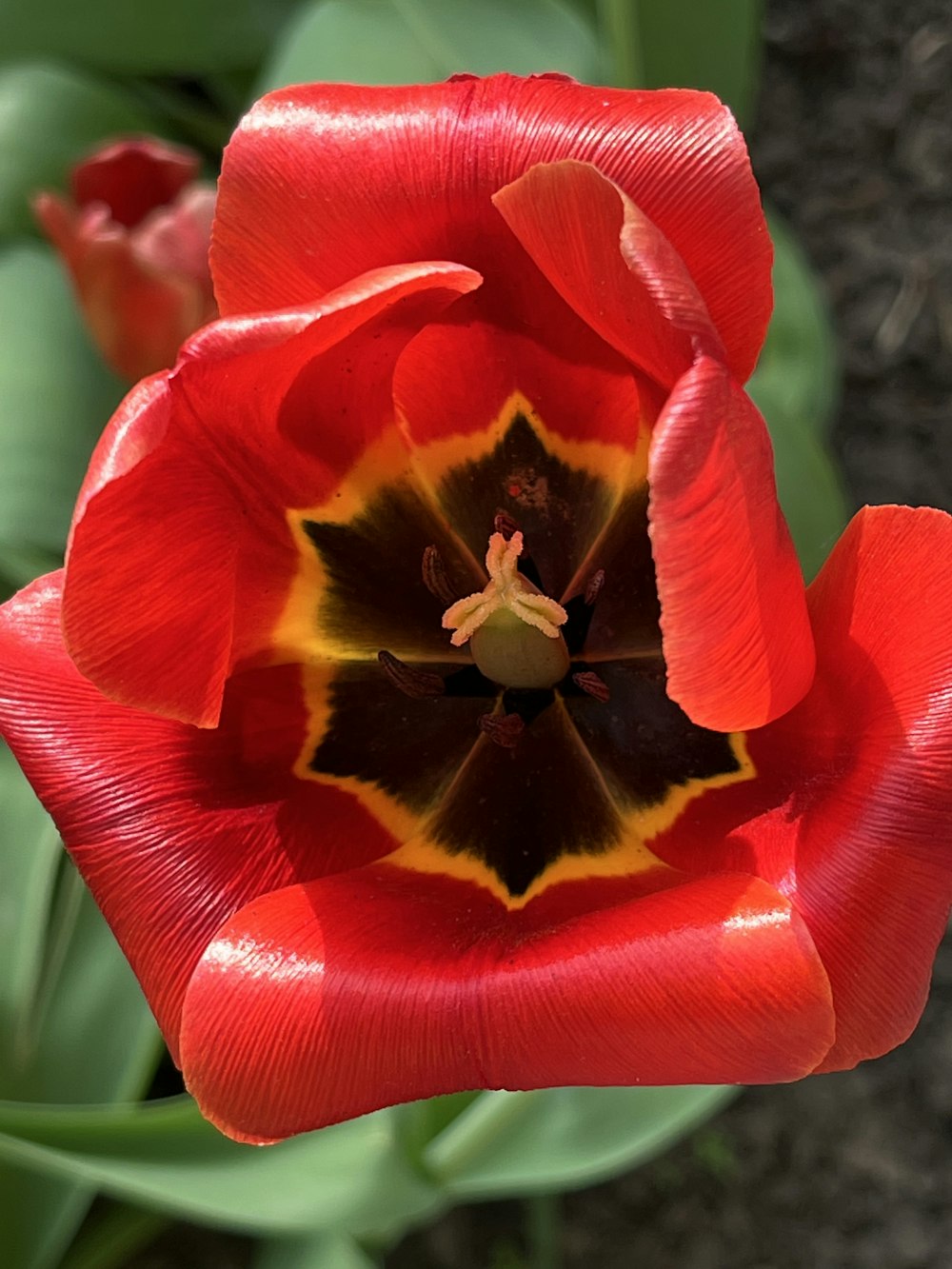 a close up of a red and yellow flower