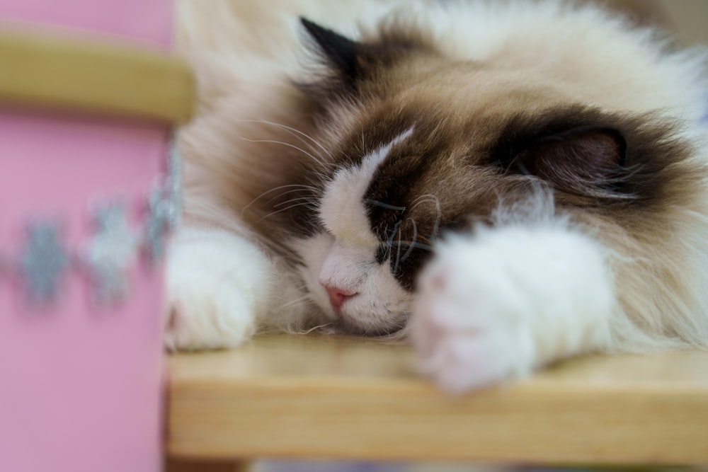 a fluffy cat laying on top of a wooden chair