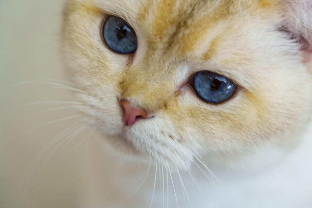 a close up of a cat with blue eyes