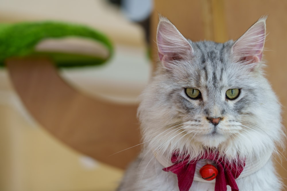 a gray and white cat wearing a red collar