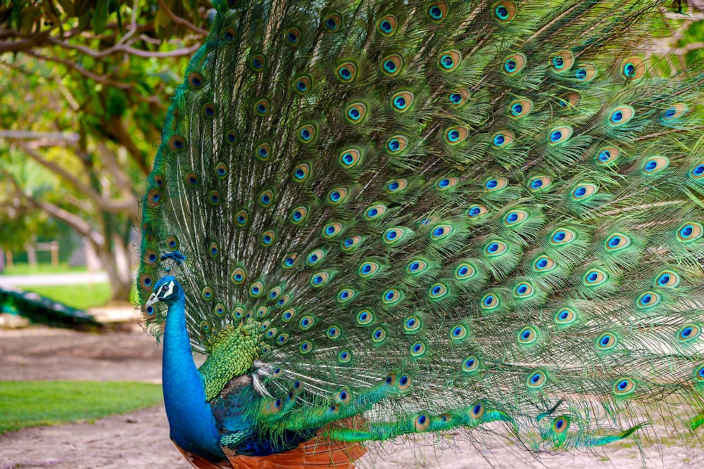 a peacock with its feathers spread out