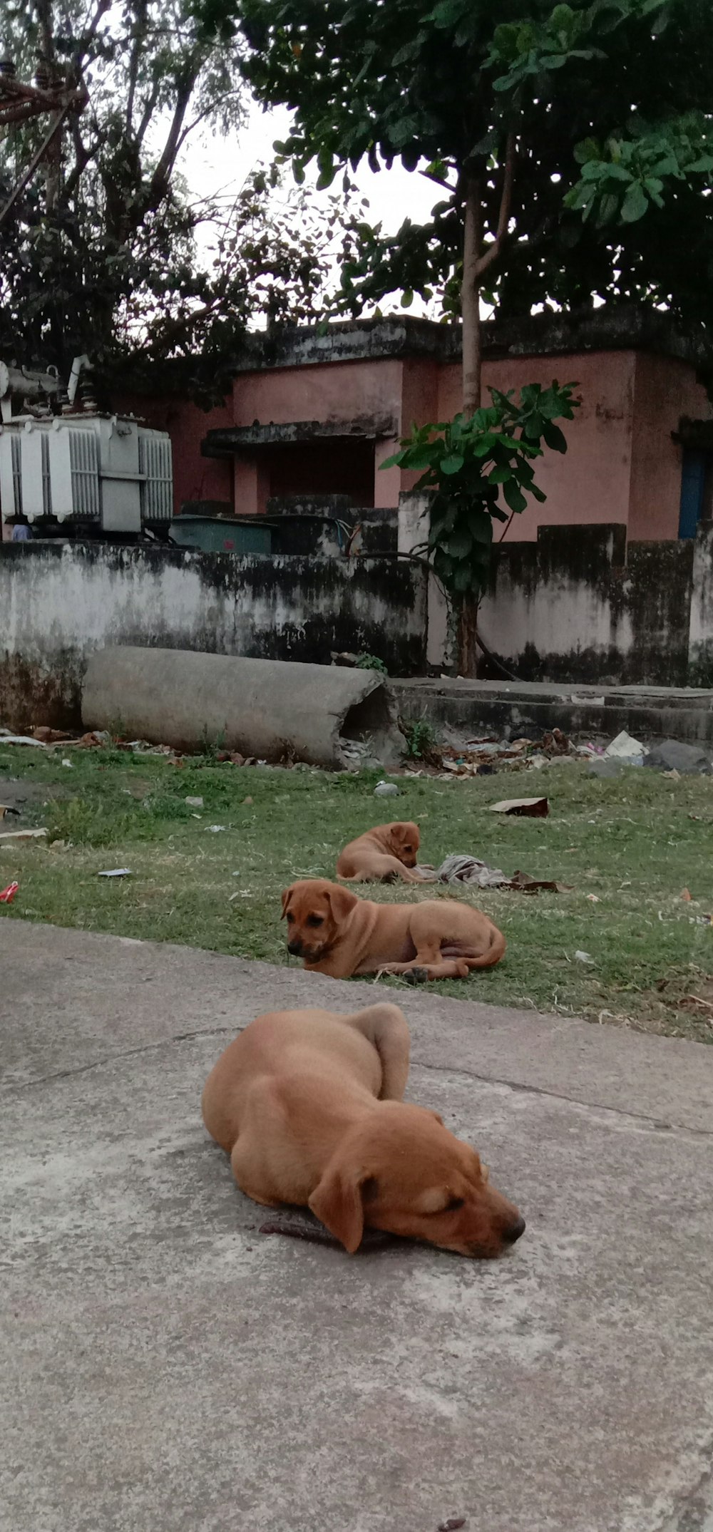 a couple of brown dogs laying on top of a cement slab
