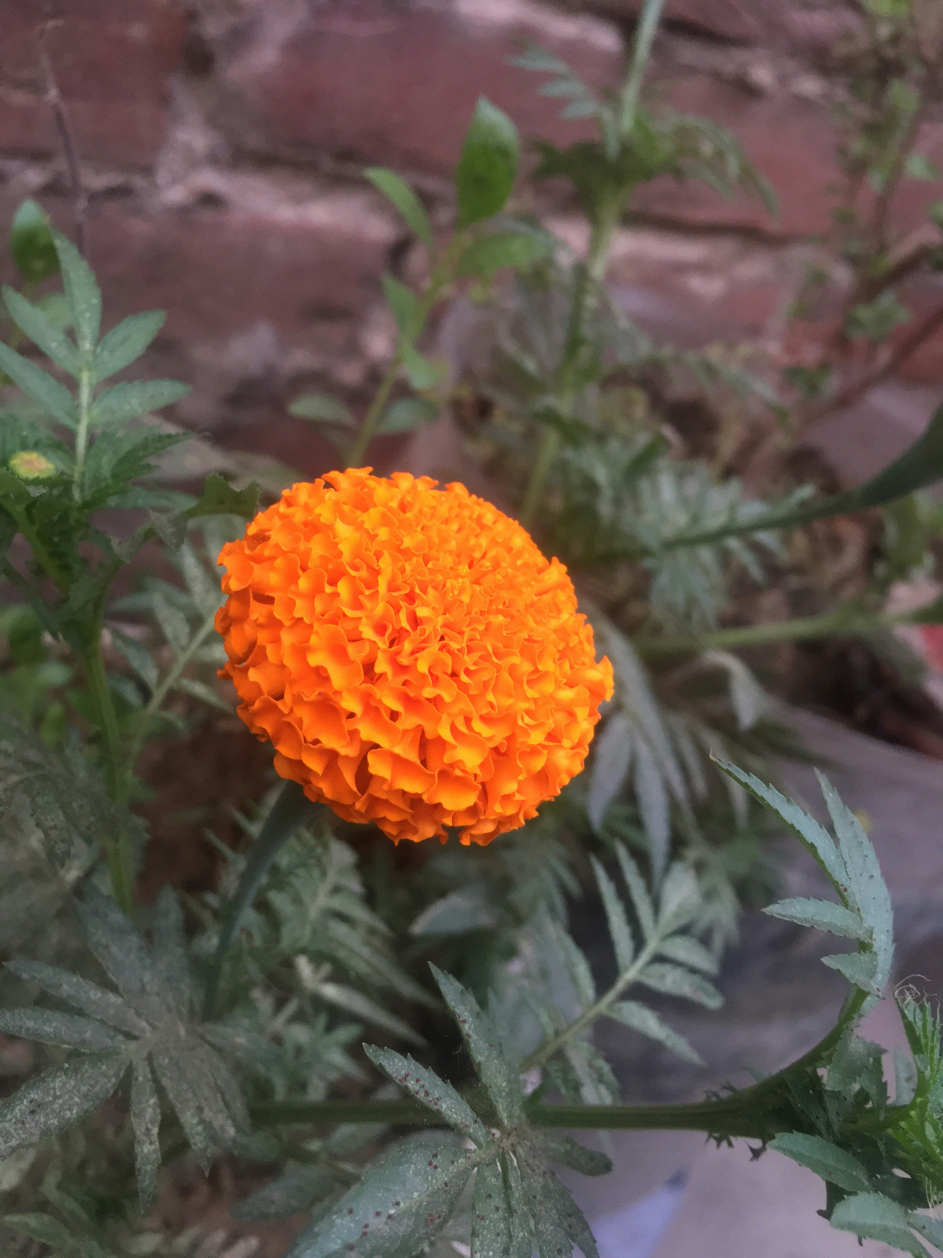 Photo by kanhaiya_9854