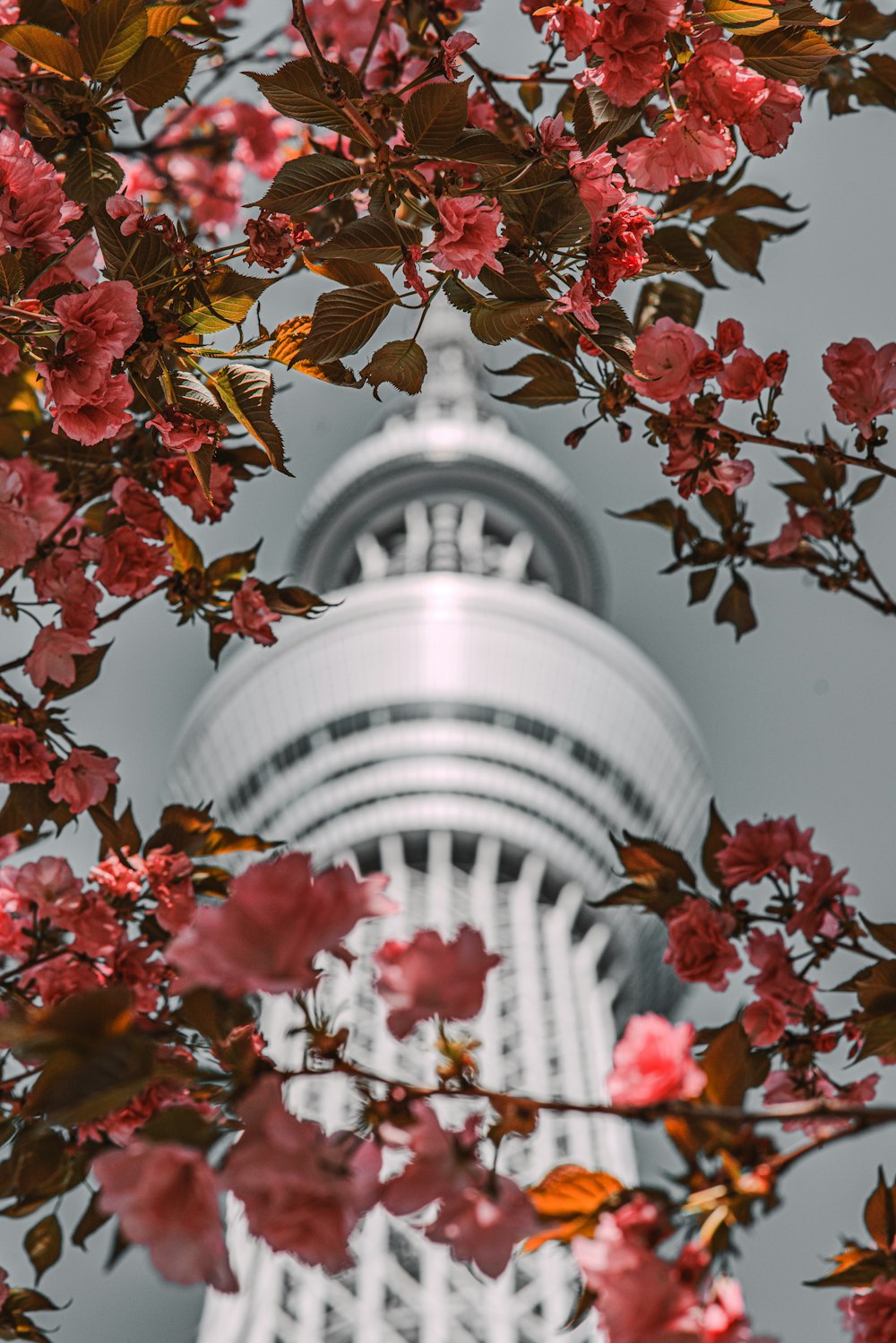 a very tall building with a very pretty tree in front of it