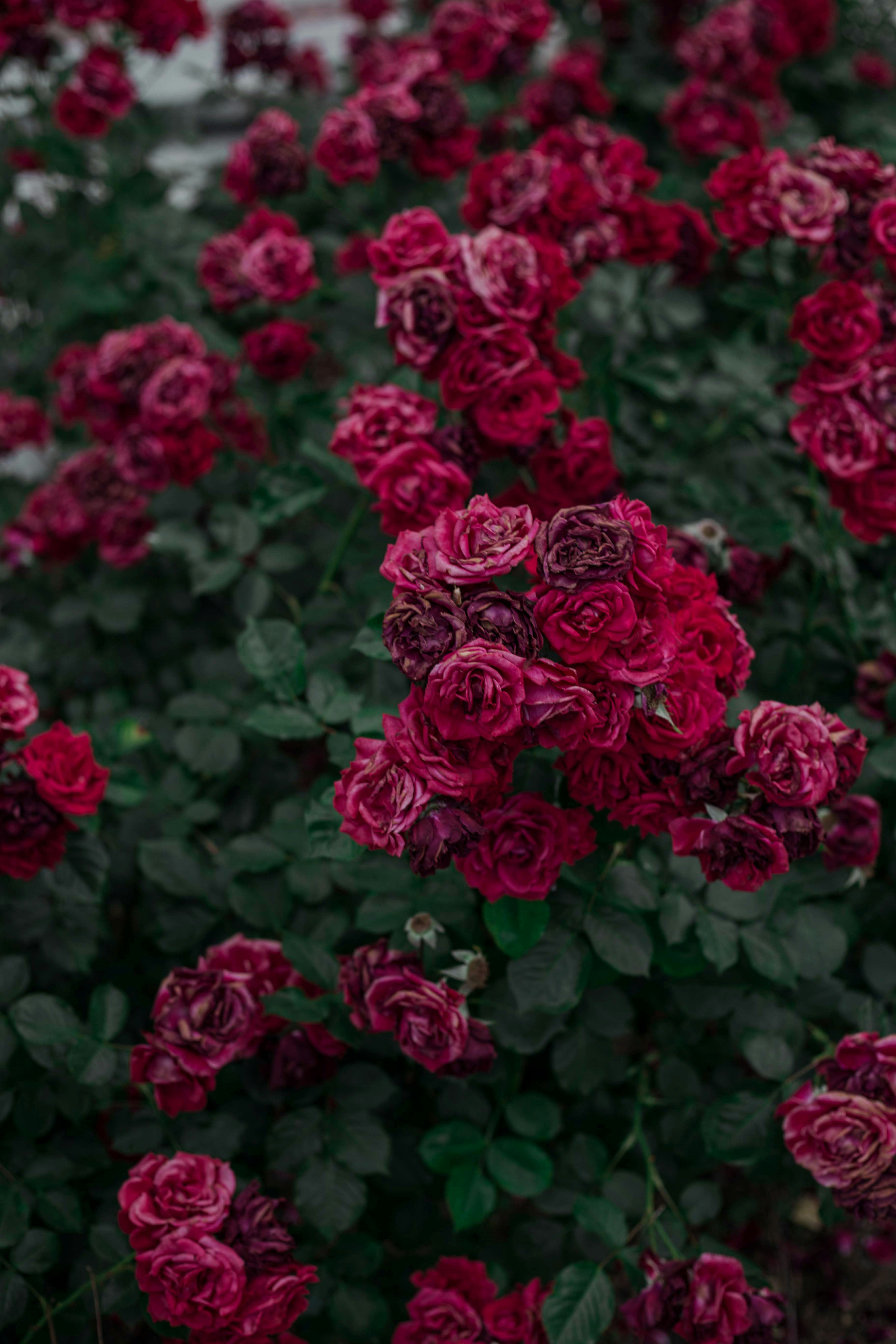 Photo by ornellabinni