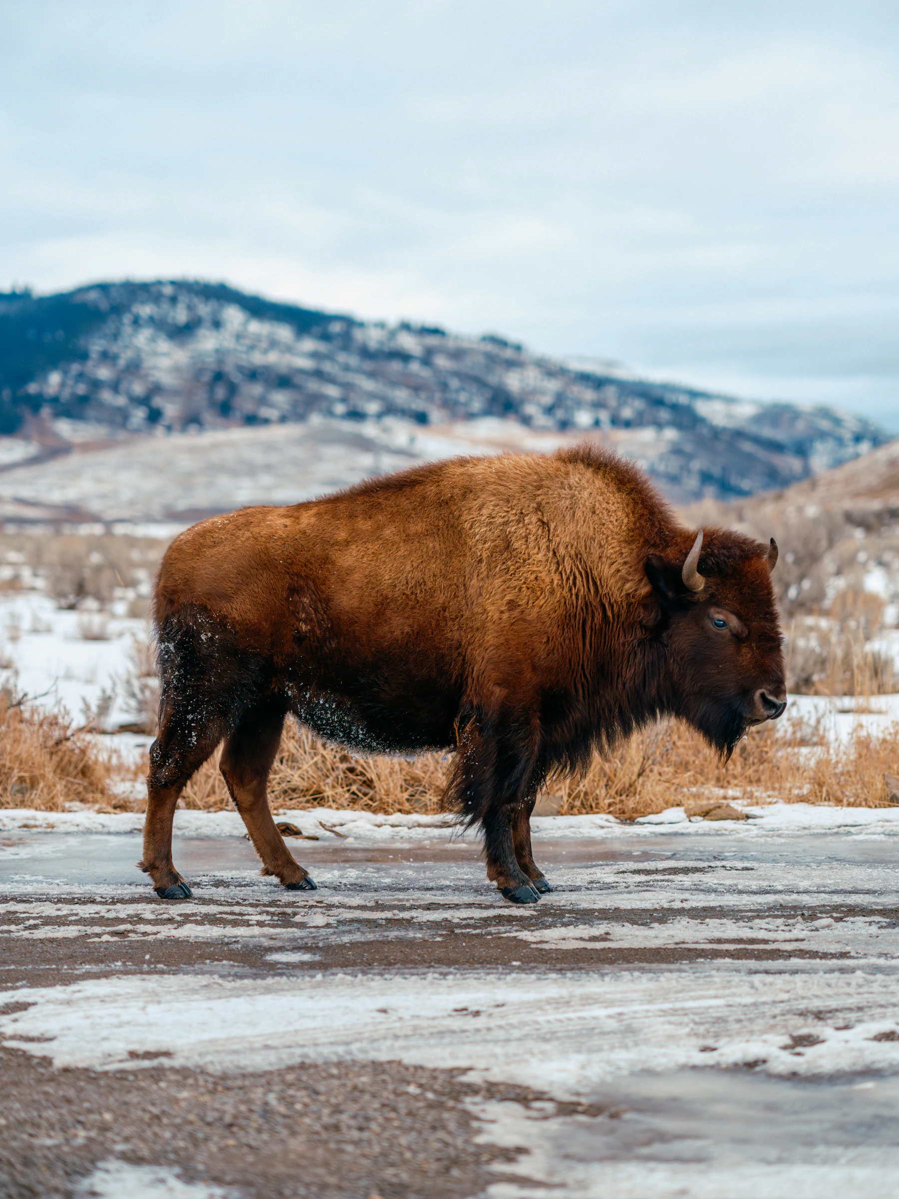 A bison standing side-on on a snow-dusted road with hills behind
