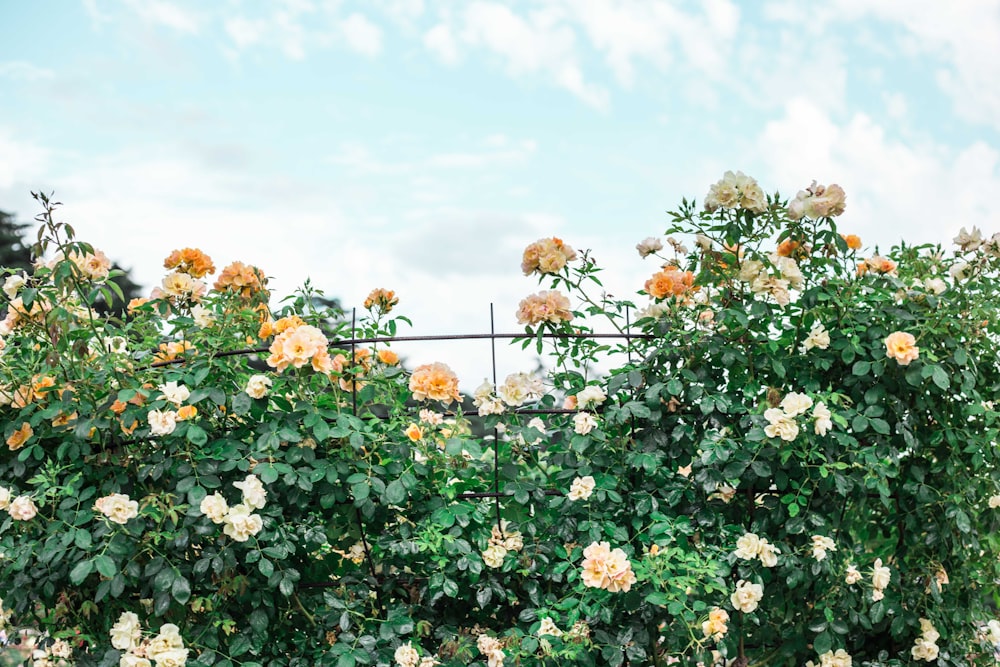 a bunch of flowers that are by a fence