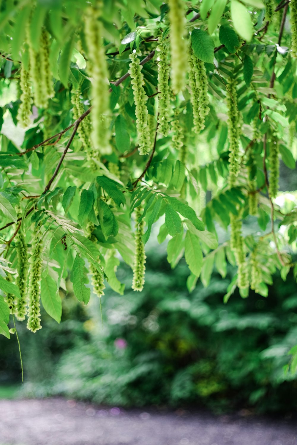 a bunch of green leaves hanging from a tree