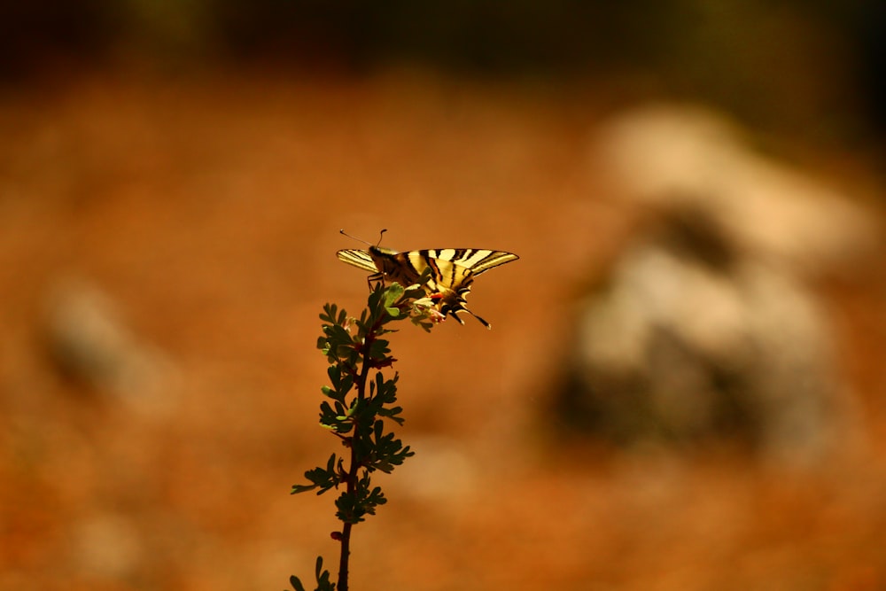 a yellow butterfly sitting on top of a green plant