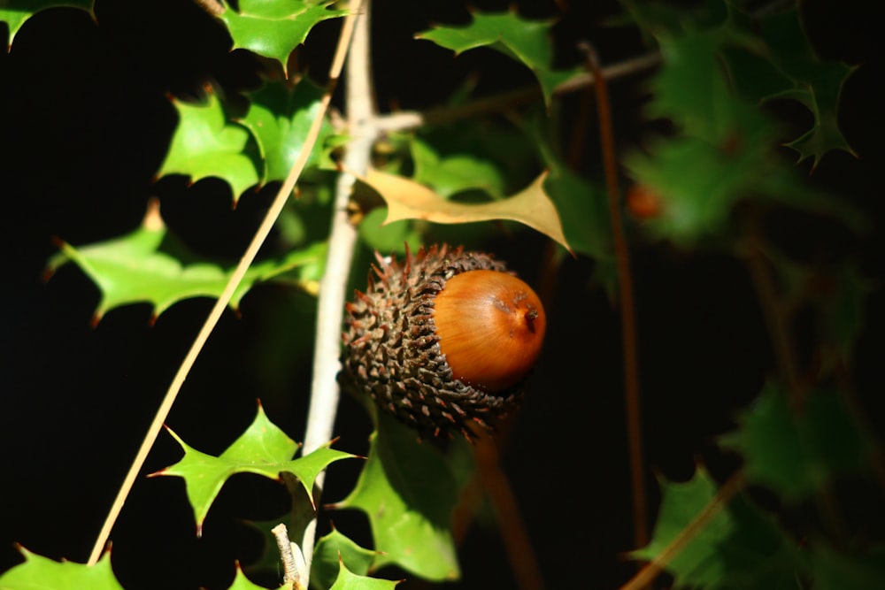 a close up of a plant with leaves and a acorn