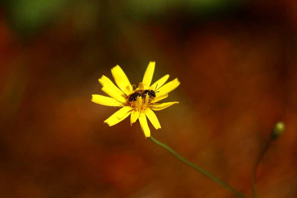 a yellow flower with a bee on it