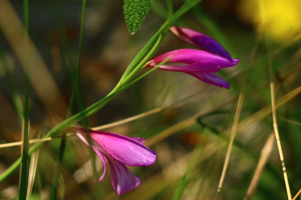 a close up of a purple flower in a field