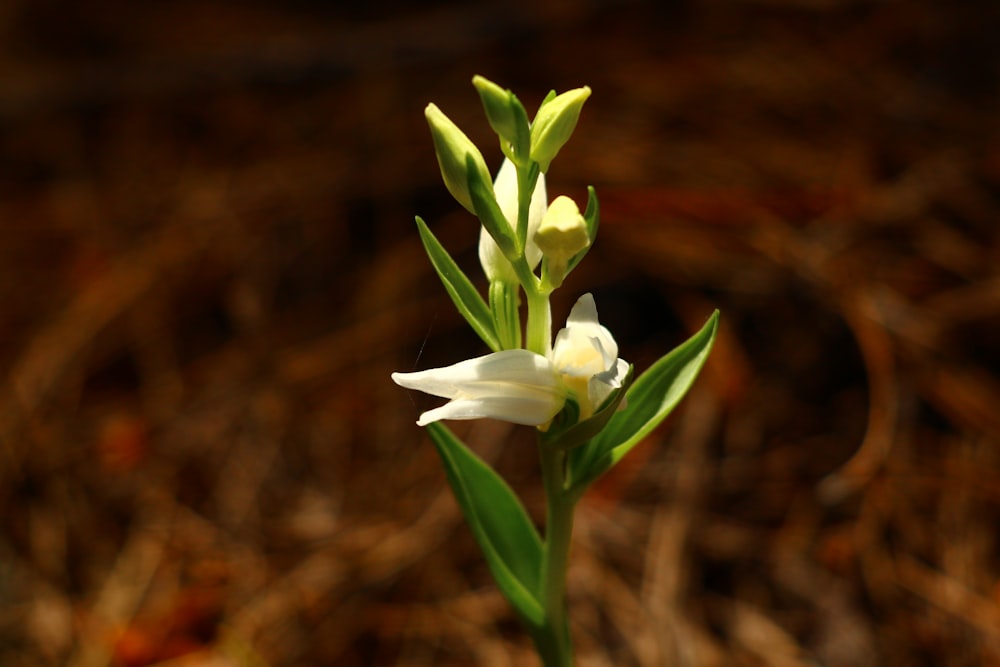 a close up of a small white flower