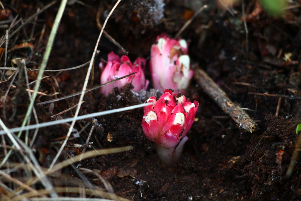 a group of small pink flowers growing out of the ground