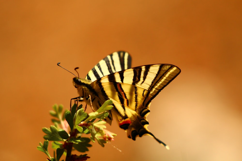 a striped butterfly sitting on top of a flower