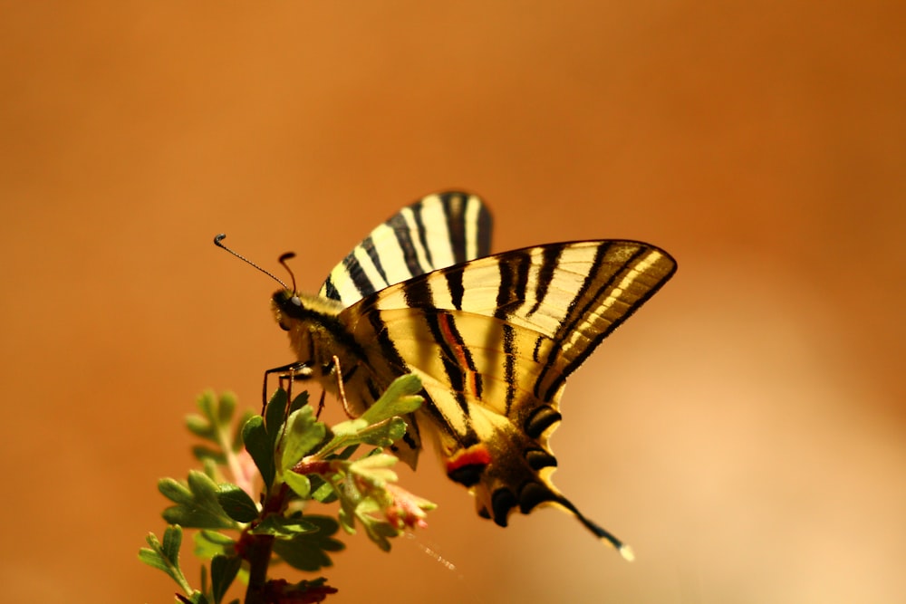 un papillon rayé assis au sommet d’une fleur