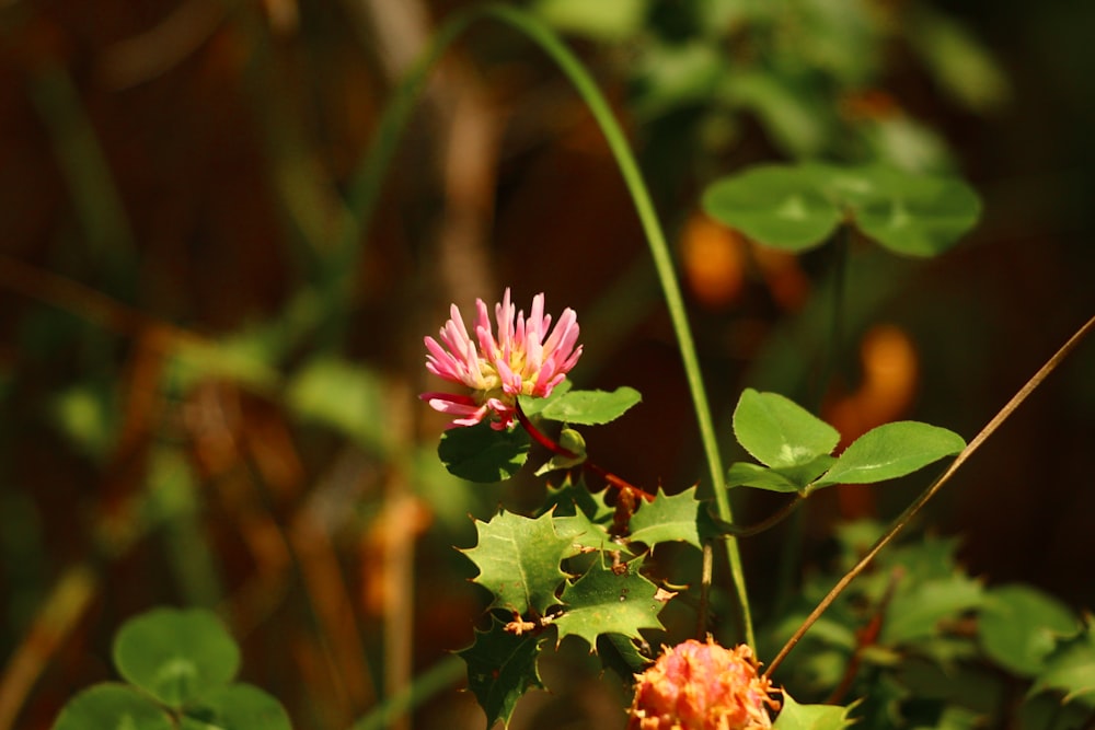 a small pink flower surrounded by green leaves
