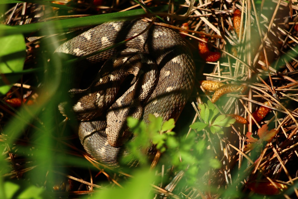 a snake is curled up in the grass
