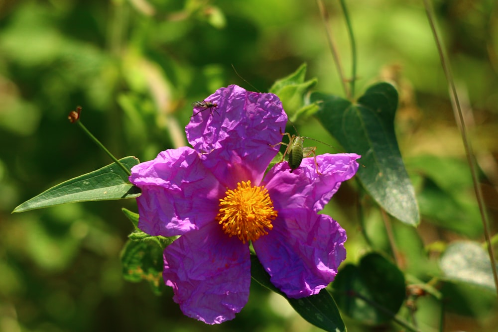 a purple flower with a yellow center surrounded by green leaves