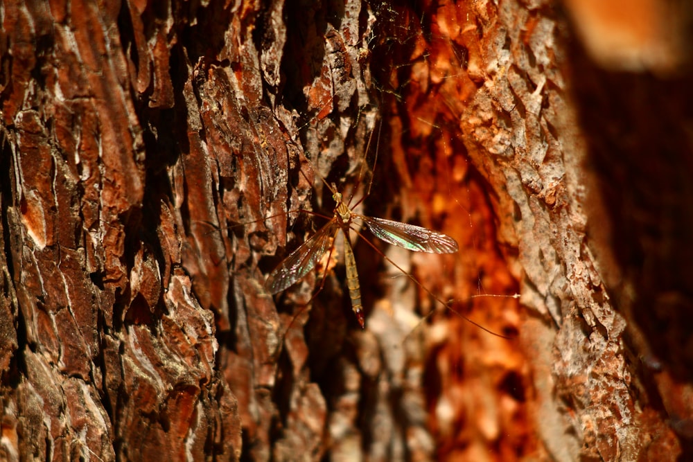 un piccolo insetto sulla corteccia di un albero