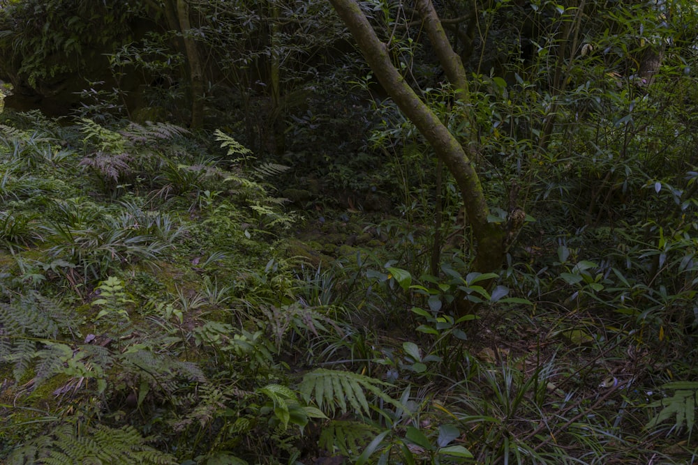 un homme à cheval à travers une forêt verdoyante